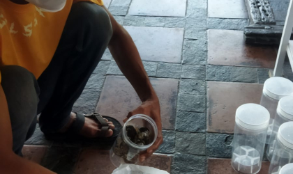 Menemukan Penyu Bertelur di Pantai Pulau Santen