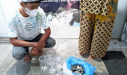 Menemukan Penyu Bertelur di Pantai Sobo