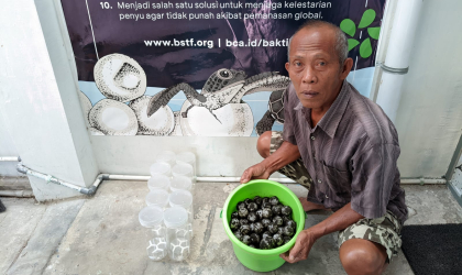 Menemukan Penyu Bertelur di Pantai Mirah