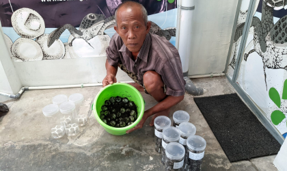 Menemukan Penyu Bertelur di Pantai Boom