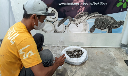 Menemukan Penyu Bertelur di Pantai Pulau Santen