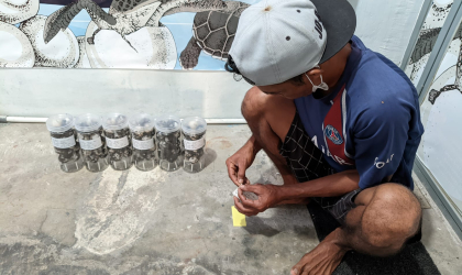 Menemukan Penyu Bertelur di Pantai Sobo