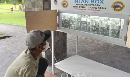 Menemukan Penyu Bertelur di Pantai Pondok Nongko