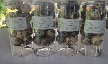 Menemukan Penyu Bertelur di Pantai Sobo