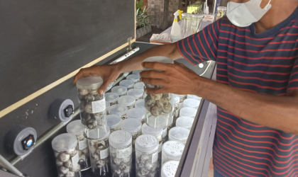 Menemukan Penyu Bertelur di Pantai Sobo