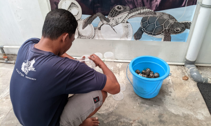 Menemukan Penyu Bertelur di Pantai Cacalan