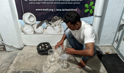 Menemukan Penyu Bertelur di Pantai Pulau Santen