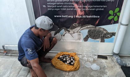 Menemukan Penyu Bertelur di Pantai Pulau Santen