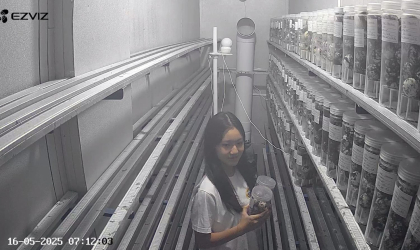 Menemukan Penyu Bertelur di Pantai Mirah