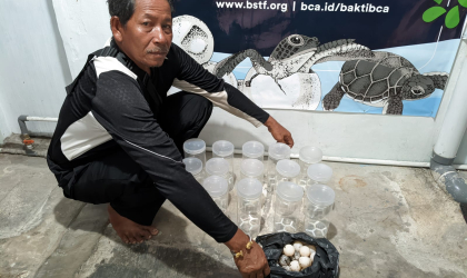 Menemukan Penyu Bertelur di Pantai Boom