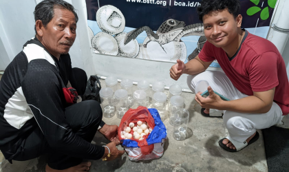 Menemukan Penyu Bertelur di Pantai Boom