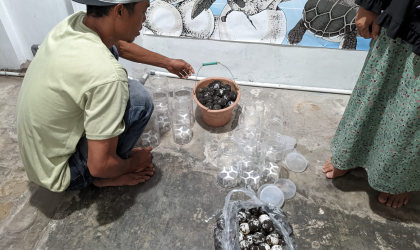 Menemukan Penyu Bertelur di Pantai Pondok Nongko