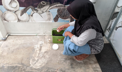 Menemukan Penyu Bertelur di Pantai Pulau Santen