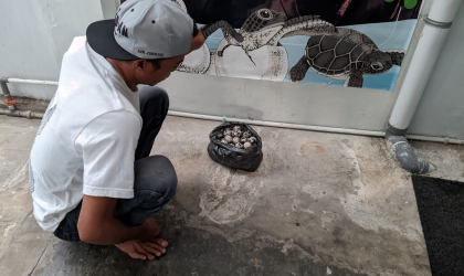 Menemukan Penyu Bertelur di Pantai Pulau Santen