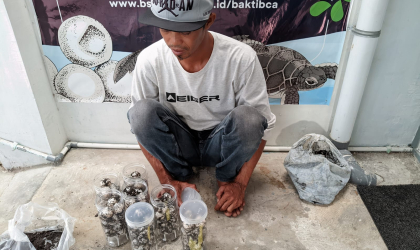 Menemukan Penyu Bertelur di Pantai Sobo