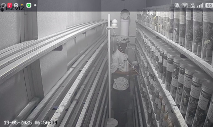 Menemukan Penyu Bertelur di Pantai Sobo