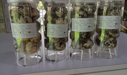 Menemukan Penyu Bertelur di Pantai Pulau Santen