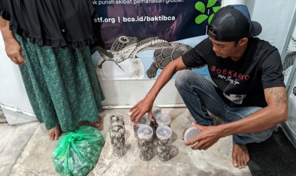 Menemukan Penyu Bertelur di Pantai Gareng