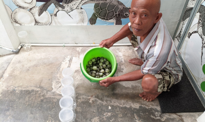 Menemukan Penyu Bertelur di Pantai Mirah