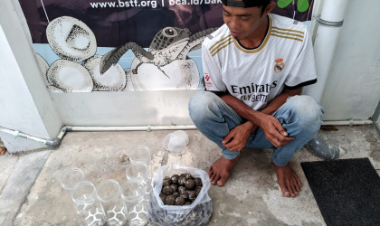 Menemukan Penyu Bertelur di Pantai Sobo
