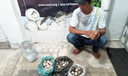 Menemukan Penyu Bertelur di Pantai Sobo