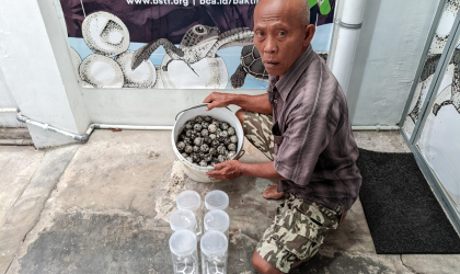 Menemukan Penyu Bertelur di Pantai Mirah