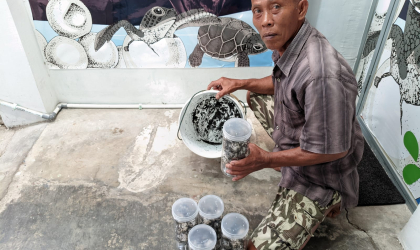 Menemukan Penyu Bertelur di Pantai Mirah