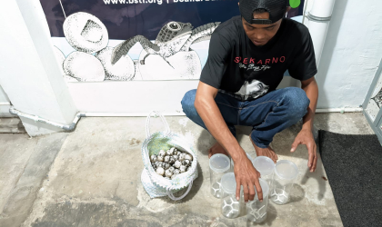 Menemukan Penyu Bertelur di Pantai Pulau Santen