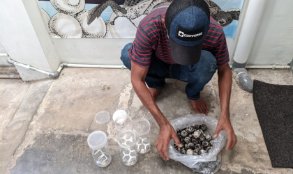 Menemukan Penyu Bertelur di Pantai Pulau Santen