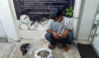 Menemukan Penyu Bertelur di Pantai Sobo