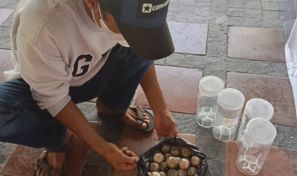 Menemukan Penyu Bertelur di Pantai Pondok Nongko