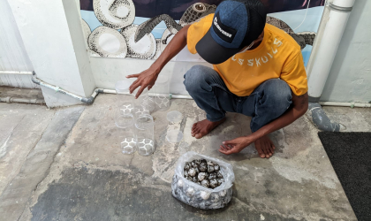 Menemukan Penyu Bertelur di Pantai Sobo