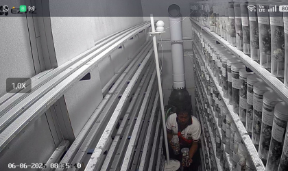 Menemukan Penyu Bertelur di Pantai Boom