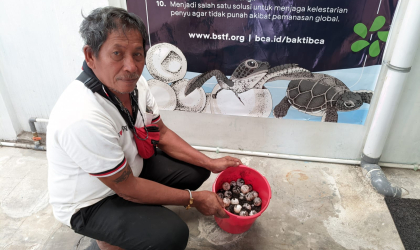 Menemukan Penyu Bertelur di Pantai Boom