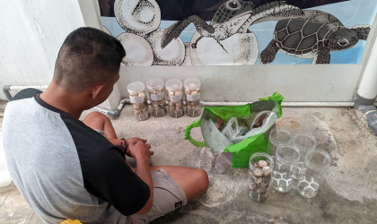 Menemukan Penyu Bertelur di Pantai Mirah