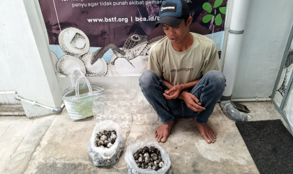 Menemukan Penyu Bertelur di Pantai Pulau Santen