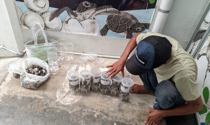 Menemukan Penyu Bertelur di Pantai Sobo