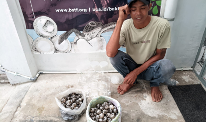 Menemukan Penyu Bertelur di Pantai Sobo