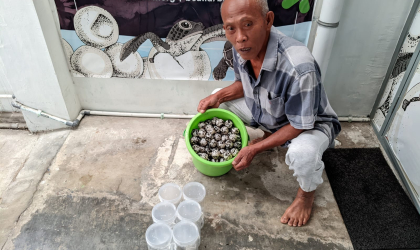 Menemukan Penyu Bertelur di Pantai Boom