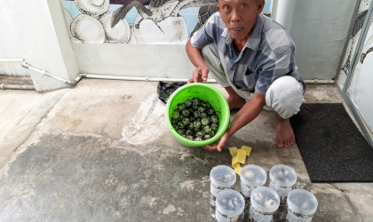 Menemukan Penyu Bertelur di Pantai Boom