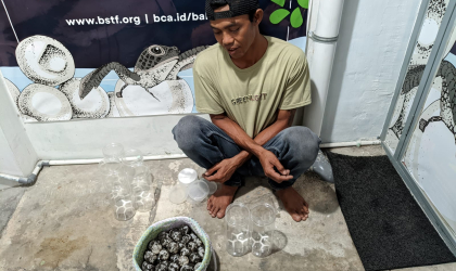 Menemukan Penyu Bertelur di Pantai Pulau Santen