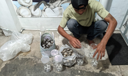 Menemukan Penyu Bertelur di Pantai Sobo