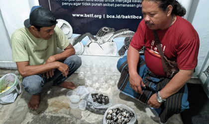 Menemukan Penyu Bertelur di Pantai Pulau Santen