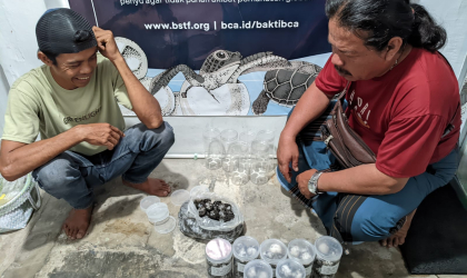 Menemukan Penyu Bertelur di Pantai Pulau Santen