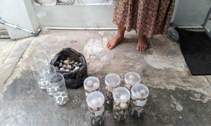 Menemukan Penyu Bertelur di Pantai Donosuko