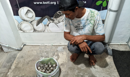 Menemukan Penyu Bertelur di Pantai Sobo