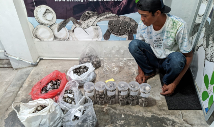 Menemukan Penyu Bertelur di Pantai Sobo