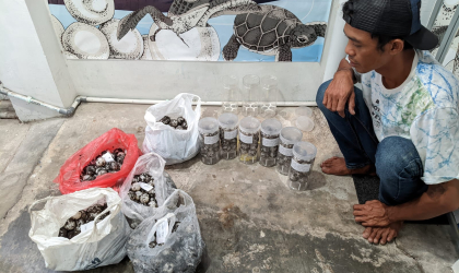 Menemukan Penyu Bertelur di Pantai Pulau Santen