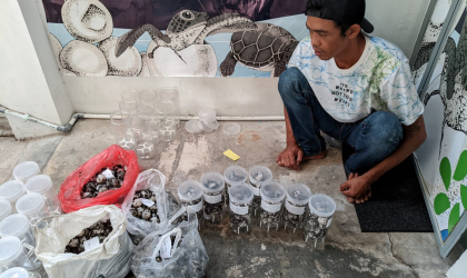 Menemukan Penyu Bertelur di Pantai Pulau Santen