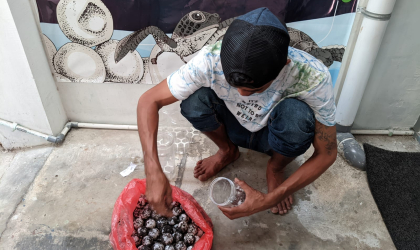 Menemukan Penyu Bertelur di Pantai Sobo